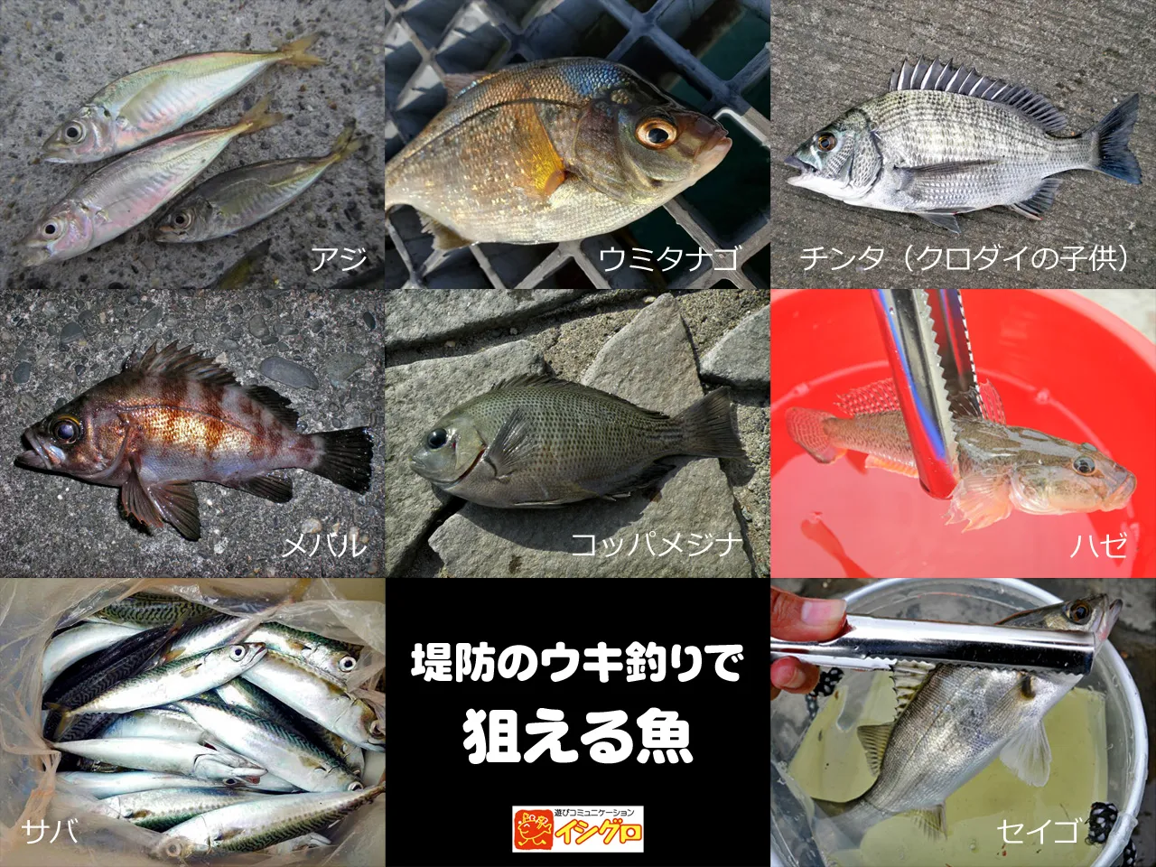 堤防のウキ釣り｜釣具のイシグロ |釣り情報サイト